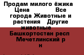 Продам милого ёжика › Цена ­ 10 000 - Все города Животные и растения » Другие животные   . Башкортостан респ.,Мечетлинский р-н